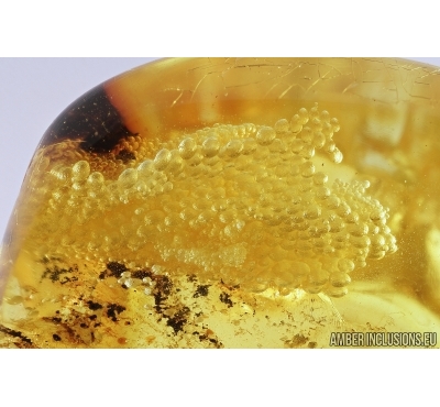 Very nice Air Bubbles. Fossil inclusions in Baltic amber #7887