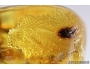 Very nice Air Bubbles. Fossil inclusions in Baltic amber #7887