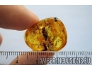 Very nice Air Bubbles. Fossil inclusions in Baltic amber #7887
