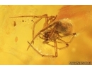Moth, Aphids, Mite, Bug and Spider. Fossil inclusions in Baltic amber #7890