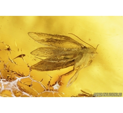 Moth, Aphids, Mite, Bug and Spider. Fossil inclusions in Baltic amber #7890