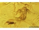 Moth, Aphids, Mite, Bug and Spider. Fossil inclusions in Baltic amber #7890