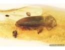 Extremely rare water riffle beetle Elmidae and Click beetle Elateroidea. Fossil inclusions in Baltic amber #7900