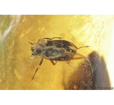 Extremely rare water riffle beetle Elmidae and Click beetle Elateroidea. Fossil inclusions in Baltic amber #7900