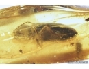 Extremely rare water riffle beetle Elmidae and Click beetle Elateroidea. Fossil inclusions in Baltic amber #7900