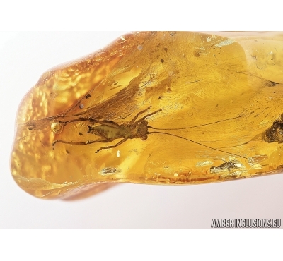 Nice Cricket, Orthoptera. Fossil insect in Baltic amber #7915