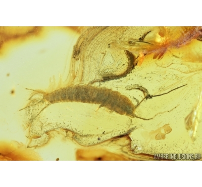 Silverfish, Lepismatidae. Fossil inclusion in Baltic amber #7917