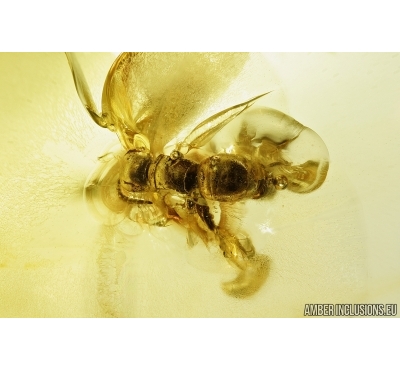 Rare Mutillidae wasp and Nice amber drop inside. Fossil inclusions in Baltic amber #7923