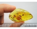 Rare Mutillidae wasp and Nice amber drop inside. Fossil inclusions in Baltic amber #7923