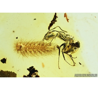 Millipede, Synxenidae and Ants. Fossil inclusions in Baltic amber #7928
