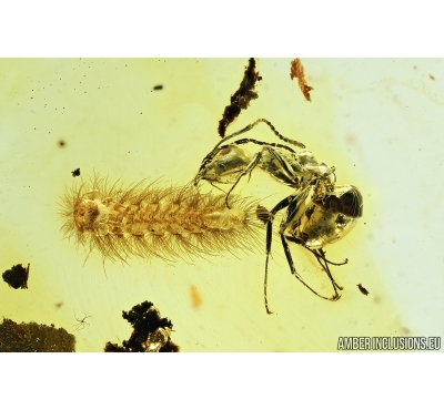 Millipede, Synxenidae and Ants. Fossil inclusions in Baltic amber #7928