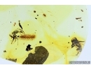 Millipede, Synxenidae and Ants. Fossil inclusions in Baltic amber #7928