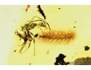 Millipede, Synxenidae and Ants. Fossil inclusions in Baltic amber #7928