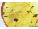Oak Flower and swarm of flies. Fossil inclusions in Baltic amber #7929