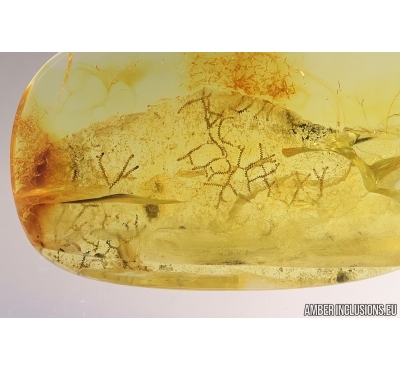 Nice Liverwort, Bryophyta. Fossil inclusion in Baltic amber #7934