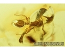 Cockroach, Blattaria and Ant, Hymenoptera. Fossil insects in Baltic amber #7936