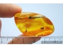 Planthopper, Cicada and Wasp, Hymenoptera. Fossil insect in Nice Baltic amber stone#7938