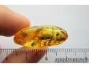 Caddisfly, Trichoptera and Caterpillar case. Fossil inclusions in Baltic amber #7939