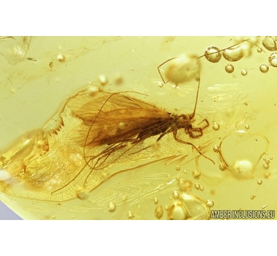 Two rare Caddisflies (Probably Leptoceridae) with long antennae. Fossil insects in Baltic amber stone #7940
