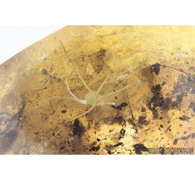 Big Harvestman Opiliones, Ant and Spider. Fossil inclusions in Ukrainian amber #7942R