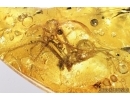 Spider, Araneae and Springtails, Collembola. Fossil inclusions in Baltic amber stone #7949