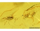Spider, Araneae and Springtails, Collembola. Fossil inclusions in Baltic amber stone #7949