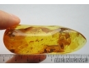 Isopoda, Woodlice. Fossil insect in Ukrainian amber #7952