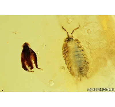 Isopoda, Woodlice and Leaves. Fossil inclusions in Ukrainian amber #7953R