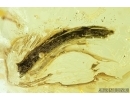 Isopoda, Woodlice and Leaves. Fossil inclusions in Ukrainian Rovno amber #7953R