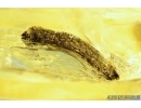 Isopoda, Woodlice and Leaves. Fossil inclusions in Ukrainian Rovno amber #7953R