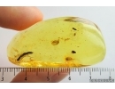Isopoda Woodlice, Leaves and More. Fossil inclusions in Ukrainian Rovno amber #7953R