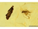 Isopoda, Woodlice and Leaves. Fossil inclusions in Ukrainian Rovno amber #7953R