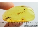 Isopoda, Woodlice and Leaves. Fossil inclusions in Ukrainian Rovno amber #7953R