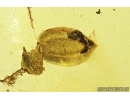 Nice Leaf in Spider Web. Fossil inclusion in Baltic amber #7954