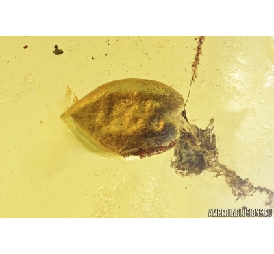 Nice Leaf in Spider Web. Fossil inclusion in Baltic amber #7954