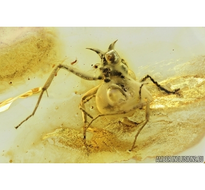 Rare Ant Hymenoptera: Dolichoderinae: Dolichoderus cornutus. Fossil insect in Baltic amber #7959