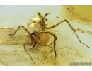 Rare Ant Hymenoptera: Dolichoderinae: Dolichoderus cornutus. Fossil insect in Baltic amber #7959