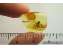 Rare Ant, Hymenoptera. Fossil insect in Baltic amber #7959