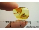 Rare Ant Hymenoptera: Dolichoderinae: Dolichoderus cornutus. Fossil insect in Baltic amber #7959