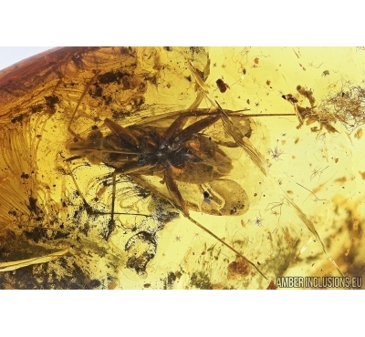 Bug, Heteroptera . Fossil insect in Ukrainian amber #7961