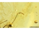 RARE ASSASSIN BUG, REDUVIIDAE with MITES. Fossil insects in Baltic amber #7962
