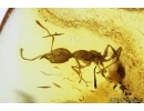 Nice Rare Ant, Hymenoptera, Formicidae, Mirmicinae, Electromyrmex. Fossil insect in Baltic amber #7963