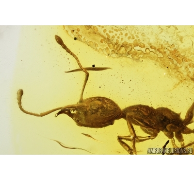 Nice Rare Ant, Hymenoptera, Formicidae, Mirmicinae, Electromyrmex. Fossil insect in Baltic amber #7963