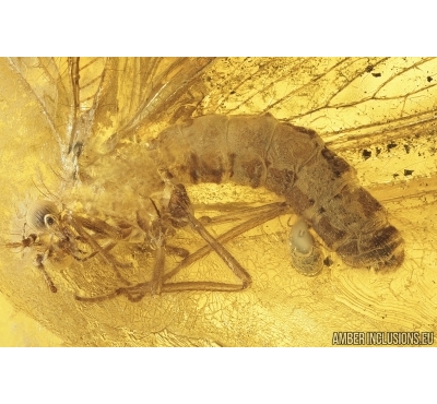Lacewing Neuroptera with Mite Acari! Fossil insects in Baltic amber #7964