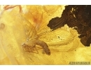 Lacewing Neuroptera with Mite Acari! Fossil insects in Baltic amber #7964