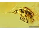 Rare, Very nice Ant-Like Stone Beetle, Scydmaeninae, Fossil insect in Baltic amber #7966