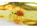 ASSASSIN BUG, REDUVIIDAE in SPIDER WEB. Fossil inclusions in Baltic amber #7968