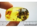 Big 27mm! Wood fragment. Fossil inclusion in Baltic amber #7969