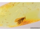 Rare Caddisfly with long antennae, probably Leptoceridae. Fossil insect in Baltic amber stone #7970