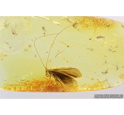 Rare Caddisfly with long antennae, probably Leptoceridae. Fossil insect in Baltic amber stone #7970